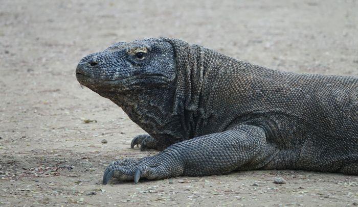Drakarnas ö