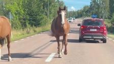 Hästar lösa på Lemlandsvägen