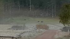 Vildsvin vid golfbanan i Kastelholm