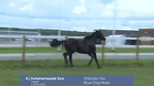# 6 - Scheherazade Soa